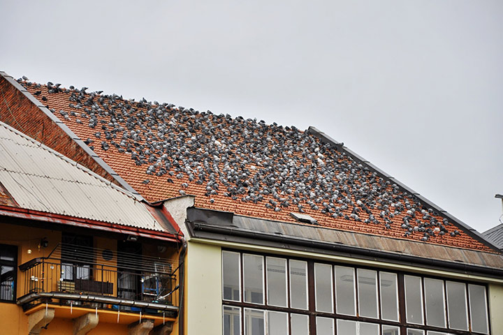 A2B Pest Control are able to install spikes to deter birds from roofs in Barnet. 