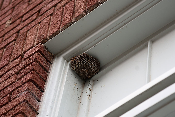 We provide a wasp nest removal service for domestic and commercial properties in Barnet.